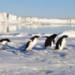 google-penguin-mise-a-jour (Copy)